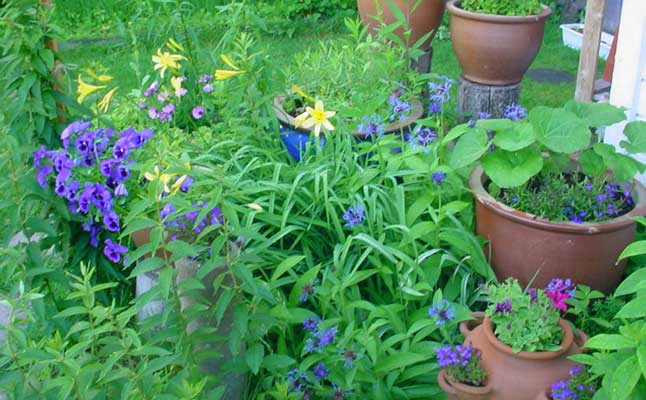 Varias plantas en macetas distintas